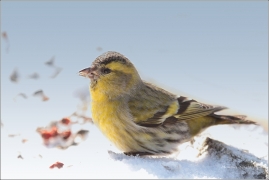 <p>ČÍŽEK LESNÍ (Carduelis spinus) /Eurasian siskin - Erlenzeisig/</p>